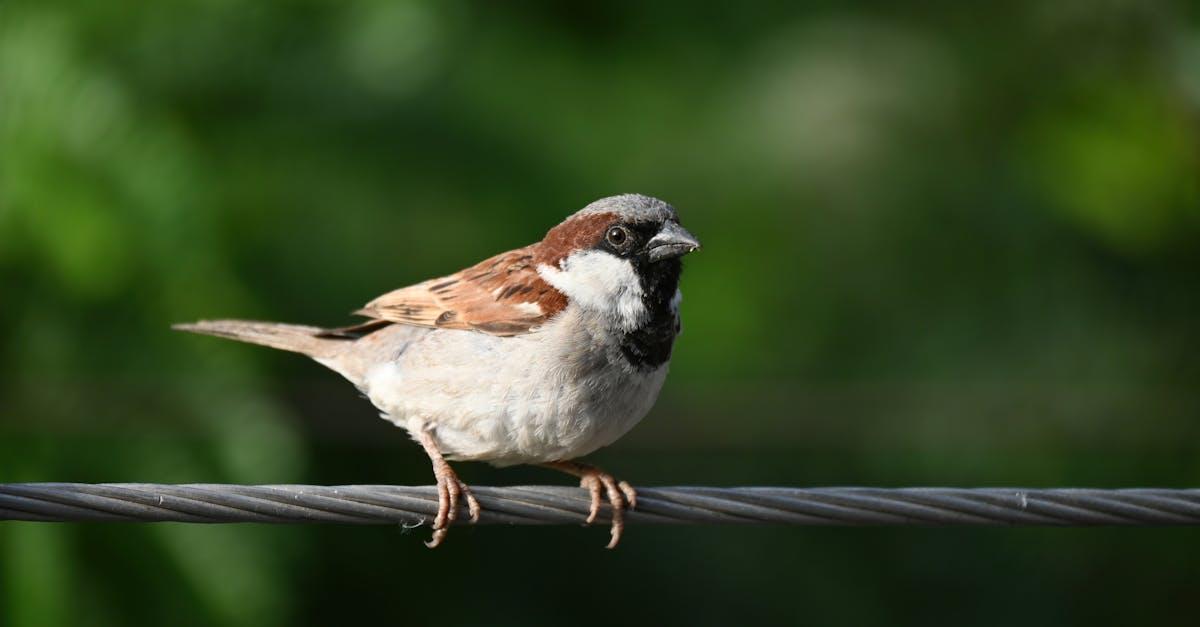 découvrez le moineau friquet, aussi appelé tree sparrow : un petit oiseau des campagnes à la calotte brune, facile à observer et essentiel à la biodiversité. apprenez à reconnaître ses chants et son habitat en france.