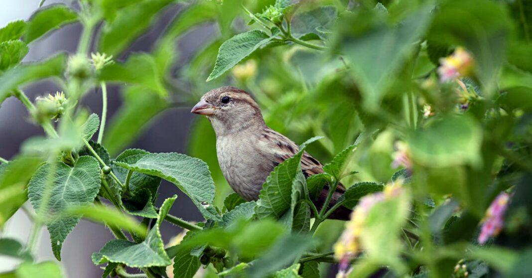 découvrez le moineau friquet (tree sparrow), un petit oiseau commun en europe et en asie, reconnu pour sa calotte marron et sa tache noire sur la joue. apprenez-en plus sur son habitat, son comportement et sa place dans la biodiversité.