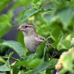 À la découverte du pinson des arbres, un oiseau fascinant des milieux forestiers découvrez le moineau friquet (tree sparrow), un petit oiseau commun en europe et en asie, reconnu pour sa calotte marron et sa tache noire sur la joue. apprenez-en plus sur son habitat, son comportement et sa place dans la biodiversité.
