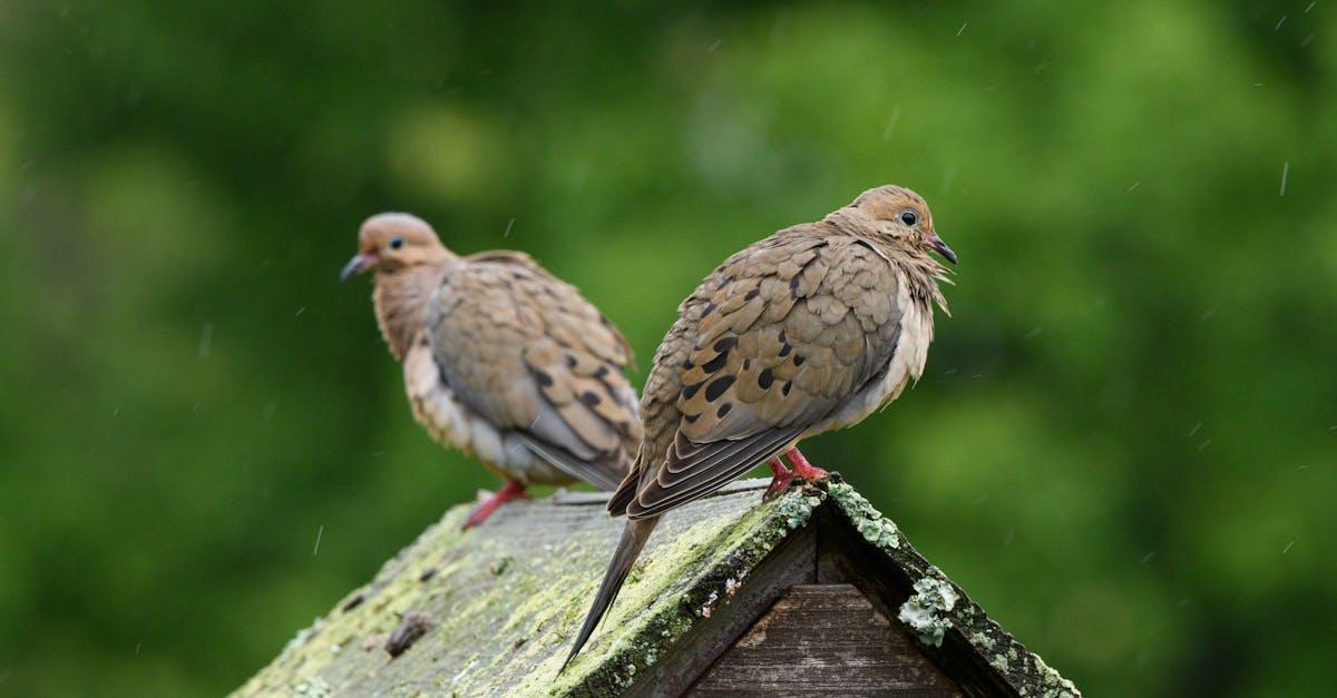 découvrez le moineau friquet, un petit oiseau commun des campagnes et jardins. apprenez à reconnaître le tree sparrow, son habitat, son alimentation et son comportement.