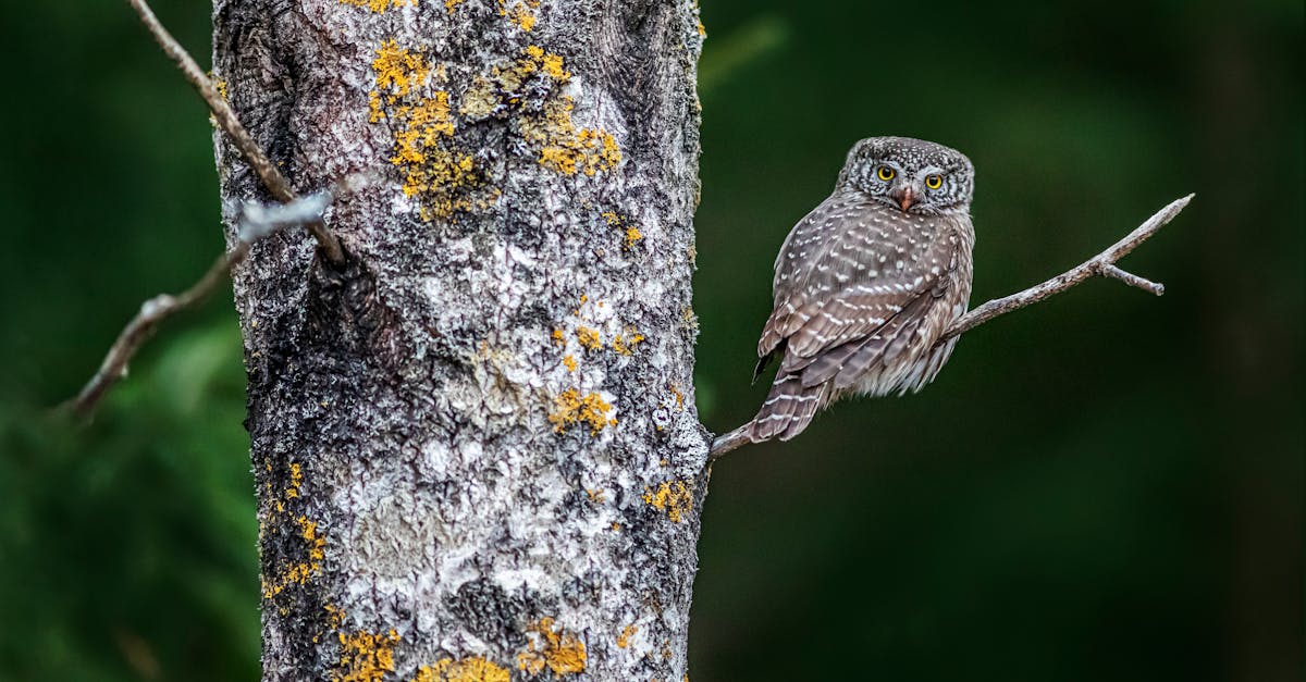 découvrez le moineau friquet (tree sparrow), un petit oiseau vif aux joues blanches et au bonnet marron, commun dans les campagnes et jardins, apprécié pour son chant et son rôle dans la biodiversité.