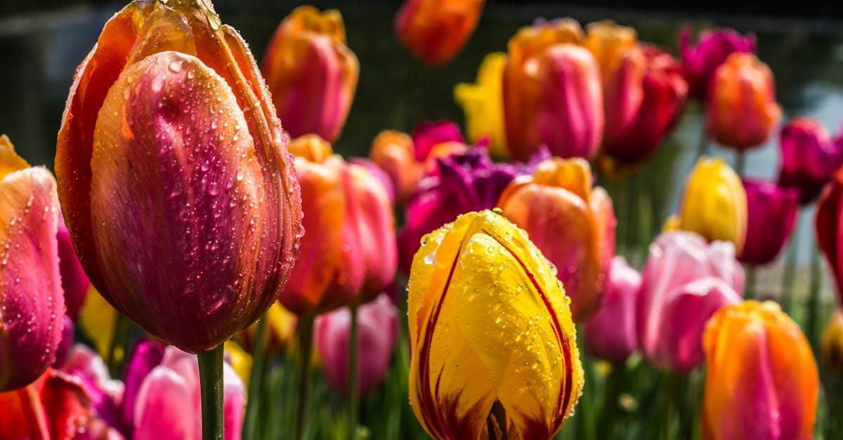 découvrez tout sur les tulipes : variétés, conseils de plantation, entretien et astuces pour profiter de magnifiques fleurs colorées dans votre jardin au printemps.