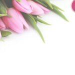 Il est possible de planter des tulipes au printemps découvrez tout sur les tulipes : leurs différentes variétés, conseils de plantation, entretien et astuces pour profiter de magnifiques fleurs au jardin ou en intérieur.