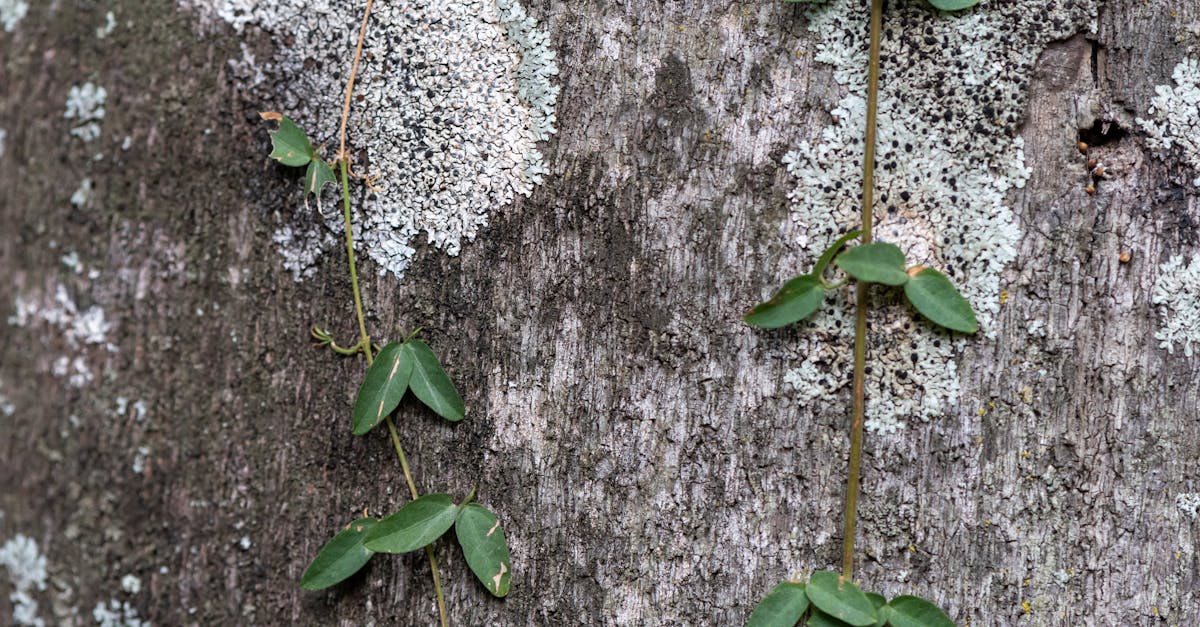 apprenez tout sur la taille de la vigne : techniques, conseils pratiques et période idéale pour favoriser une récolte abondante et des raisins de qualité.