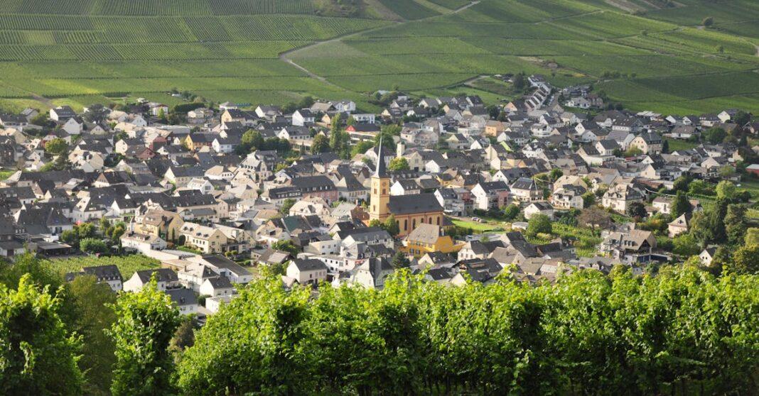 découvrez les meilleures techniques de taille de vigne pour optimiser la croissance, augmenter le rendement et améliorer la qualité du raisin. conseils pratiques adaptés à tous les niveaux.