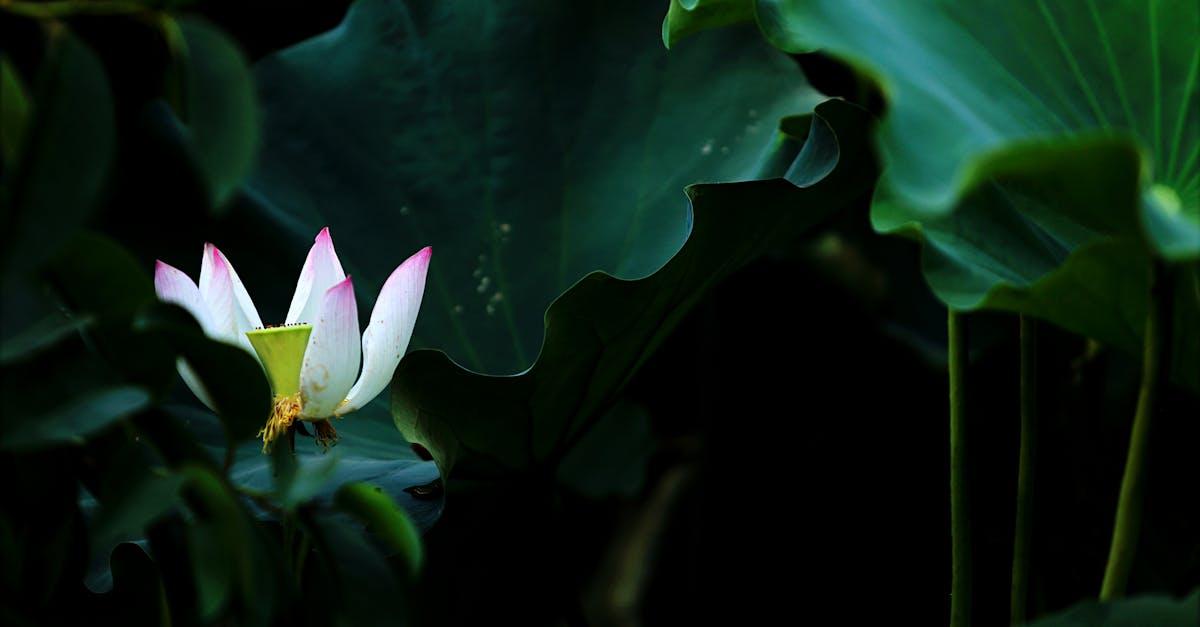 découvrez tout sur les water plants : conseils d’entretien, choix des meilleures plantes aquatiques pour votre bassin ou aquarium, astuces sur leur croissance et bien-être dans un écosystème aquatique.