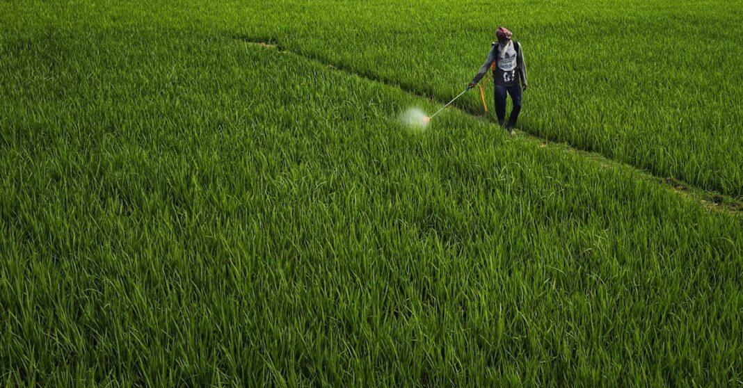 découvrez les meilleures méthodes de désherbage pour un contrôle efficace des mauvaises herbes. conseils, solutions naturelles et produits adaptés pour un jardin sain et sans mauvaises herbes.