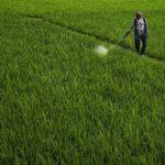 méthodes efficaces pour éliminer les mauvaises herbes découvrez les meilleures méthodes de désherbage pour un contrôle efficace des mauvaises herbes. conseils, solutions naturelles et produits adaptés pour un jardin sain et sans mauvaises herbes.