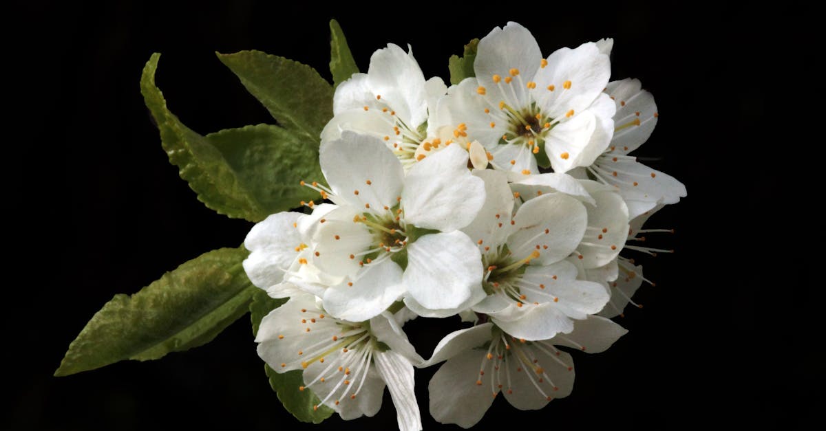 découvrez l'élégance intemporelle des fleurs blanches, symboles de pureté et de raffinement. conseils, idées et inspirations pour sublimer votre décoration ou vos événements.