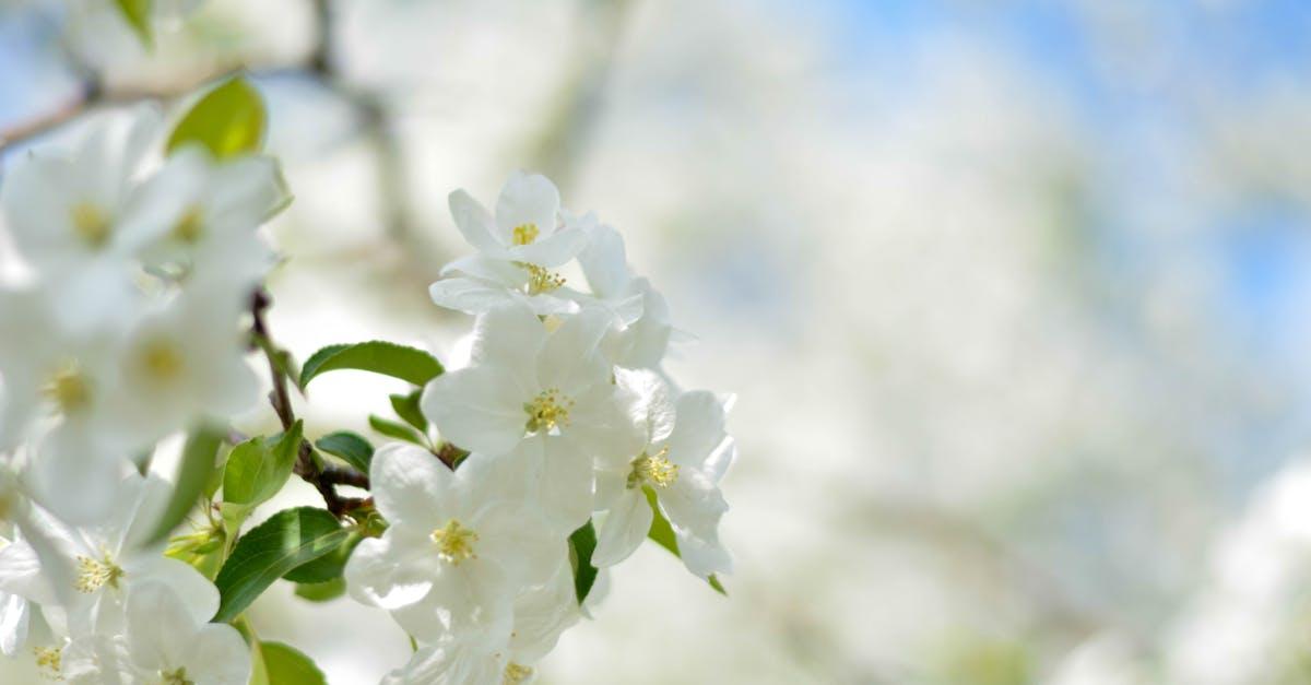 découvrez la beauté intemporelle des fleurs blanches : significations, variétés populaires et conseils pour les intégrer dans vos bouquets et jardins.