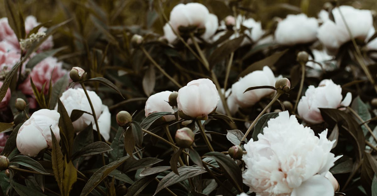 découvrez la beauté et la signification des fleurs blanches, symboles de pureté et d’élégance, idéales pour décorer ou offrir lors d’occasions spéciales.