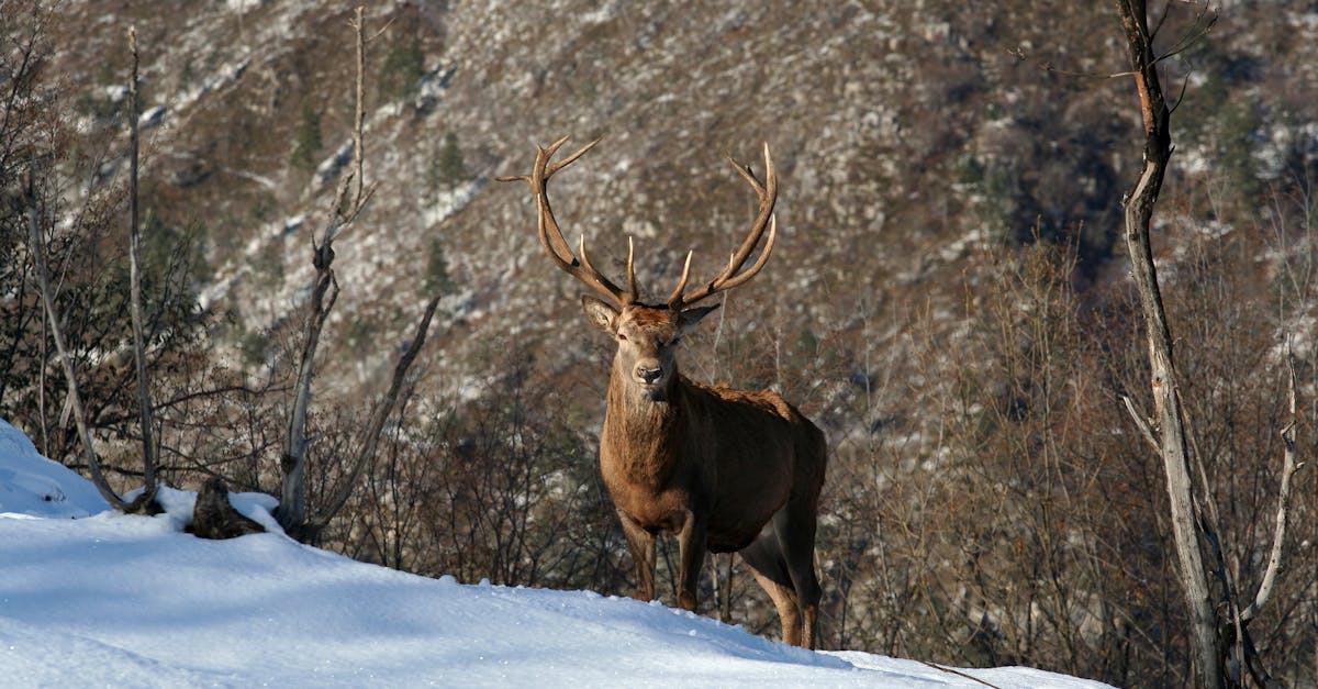 découvrez des recettes de ragoûts d'hiver savoureux et réconfortants, parfaits pour affronter le froid. inspirez-vous de nos idées pour préparer des plats mijotés riches en saveurs.