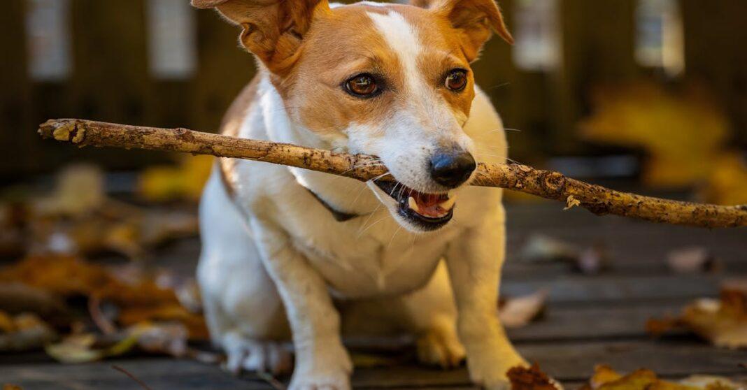 découvrez tous les conseils et astuces pour concevoir, entretenir et sublimer une terrasse en bois robuste et élégante. idéal pour créer un espace extérieur chaleureux et naturel.