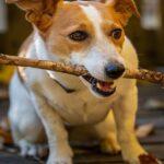 Guide pratique pour réaliser une terrasse en bois : étapes à suivre découvrez tous les conseils et astuces pour concevoir, entretenir et sublimer une terrasse en bois robuste et élégante. idéal pour créer un espace extérieur chaleureux et naturel.