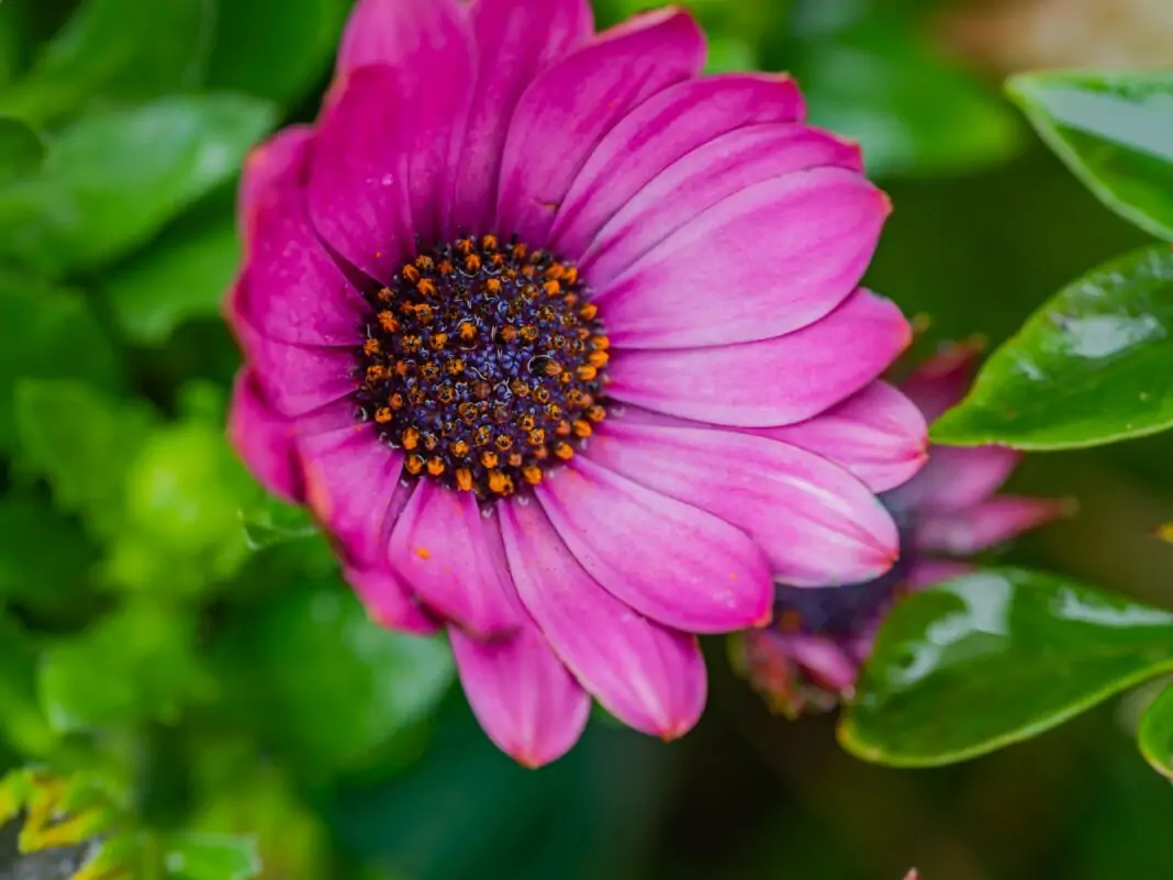Close-up photo of a vibrant pink African daisy in full bloom with visible pollen.