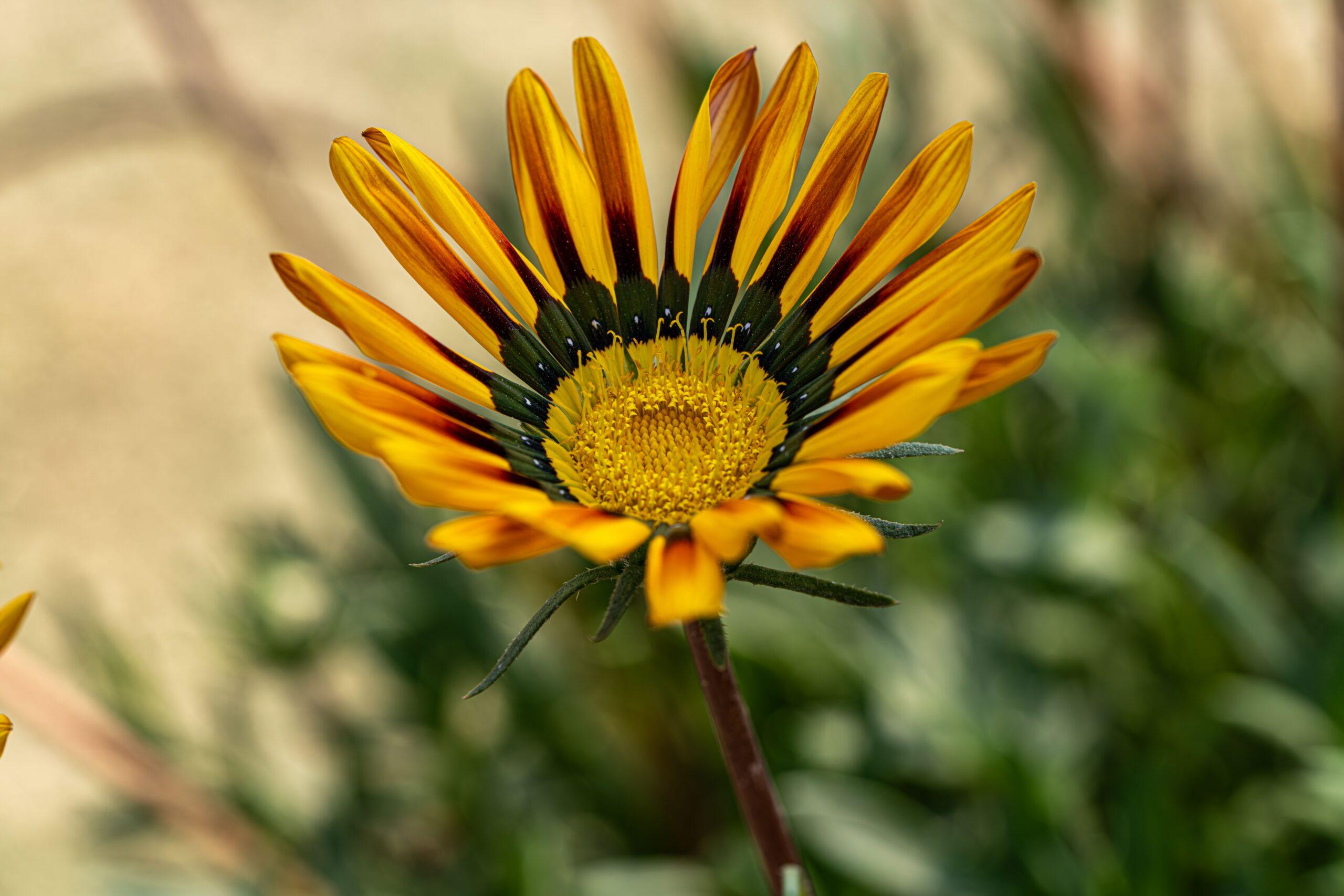 En pleine terre, la gazania veut du soleil et pas de pataugeoire