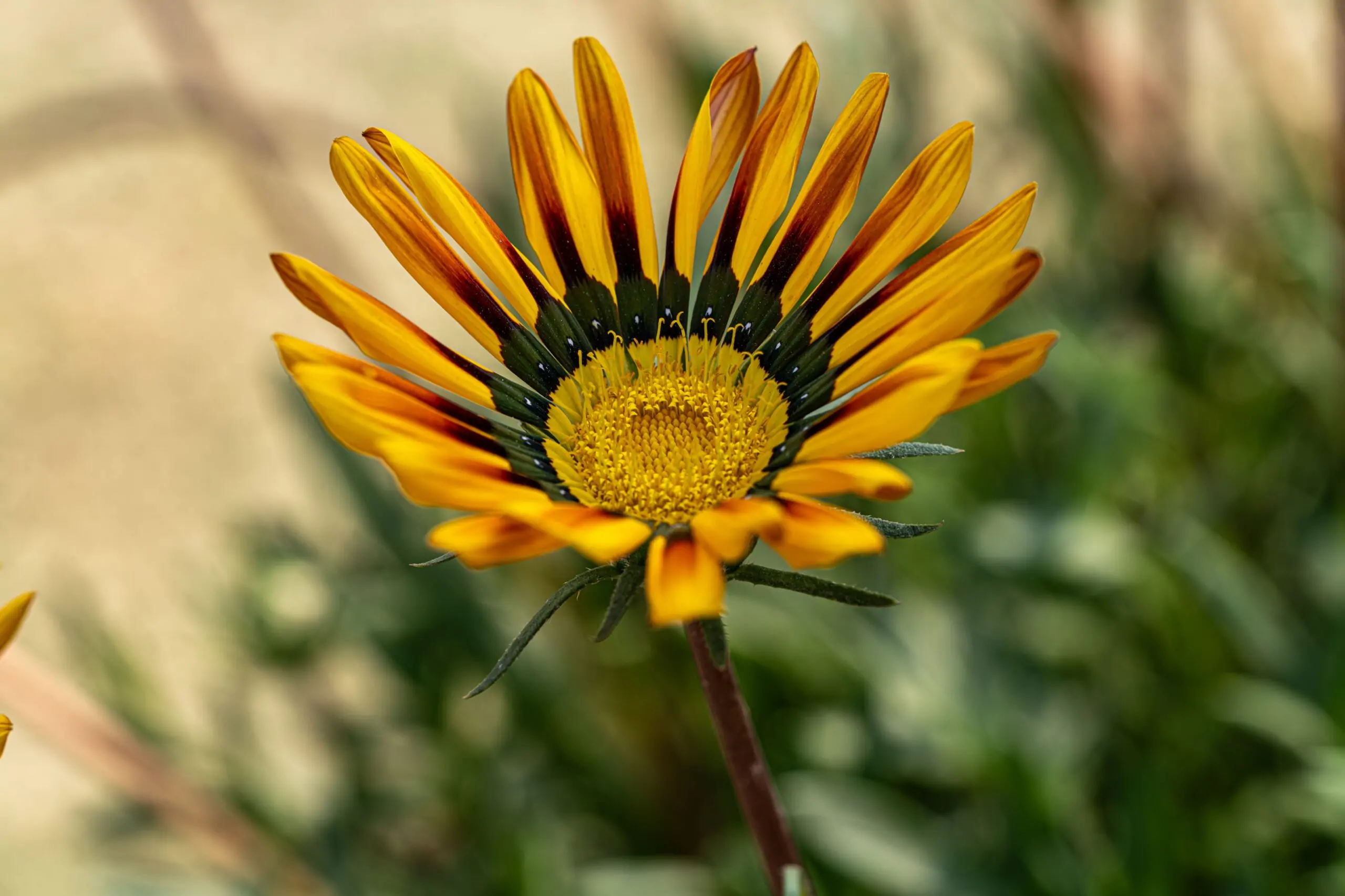 En pleine terre, la gazania veut du soleil et pas de pataugeoire