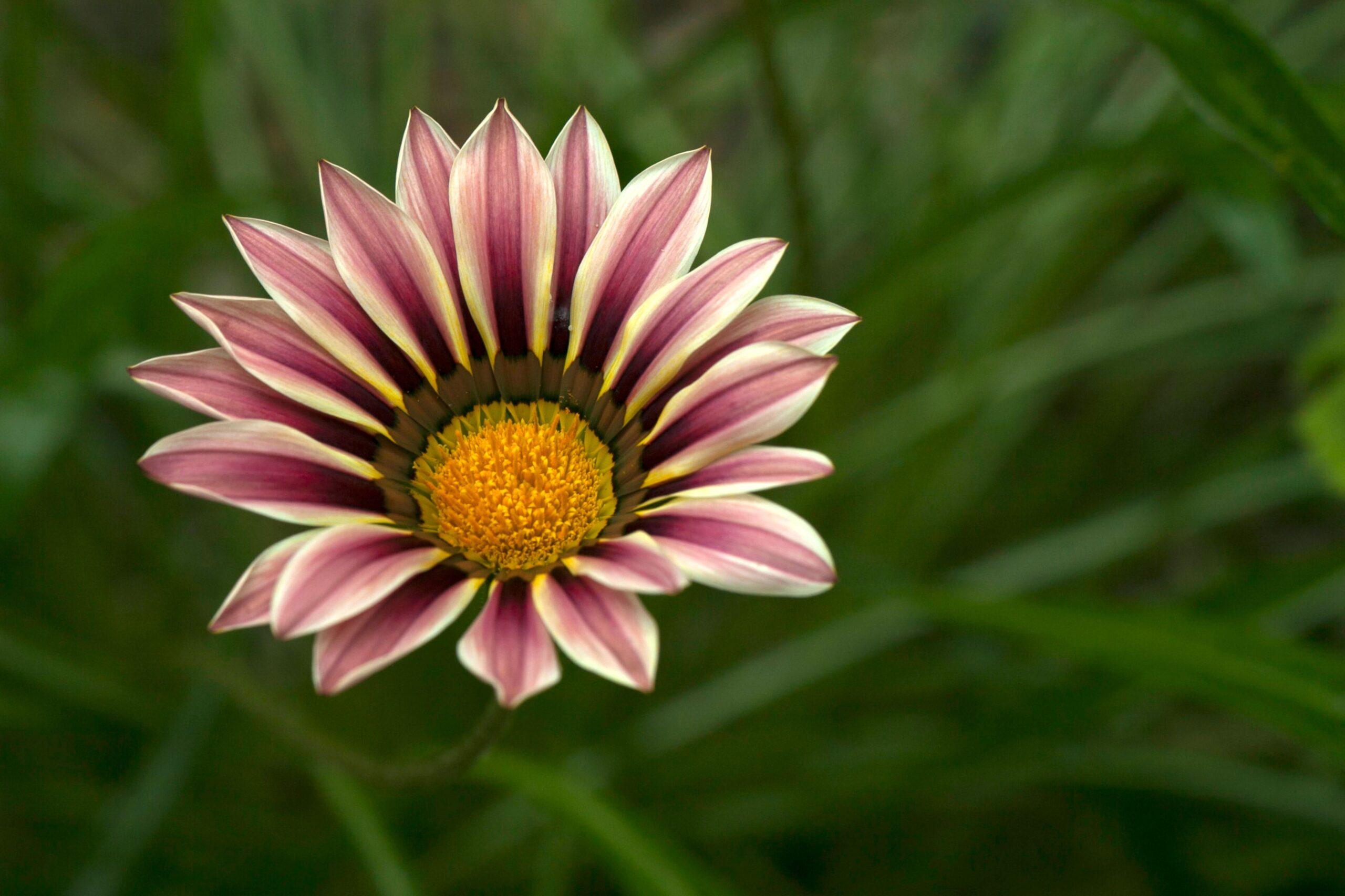 Gazania : la fleur de midi qui met le feu au jardin, sans en faire trop