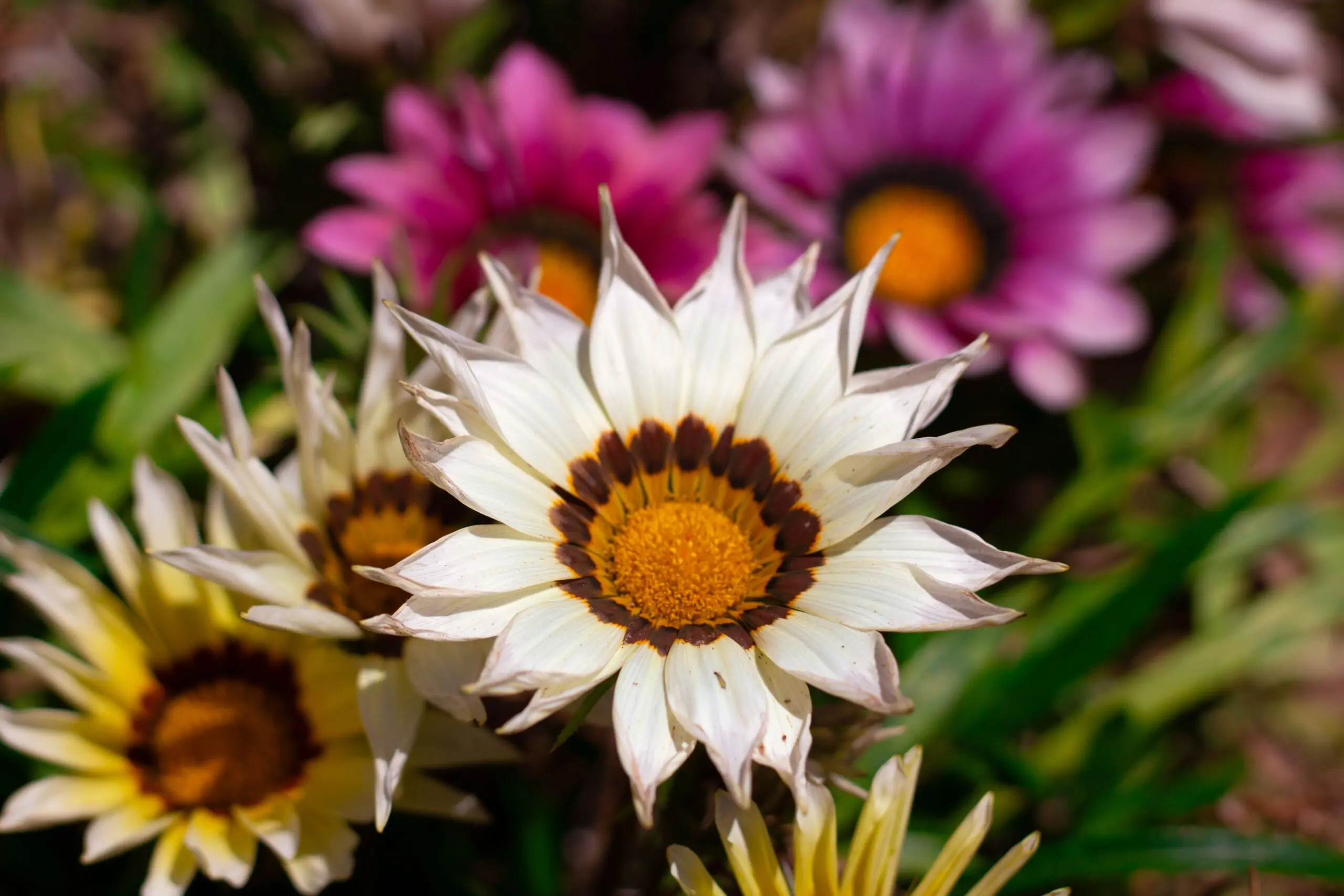 Semis de gazania : le calendrier qui ne fait pas lever les yeux au ciel