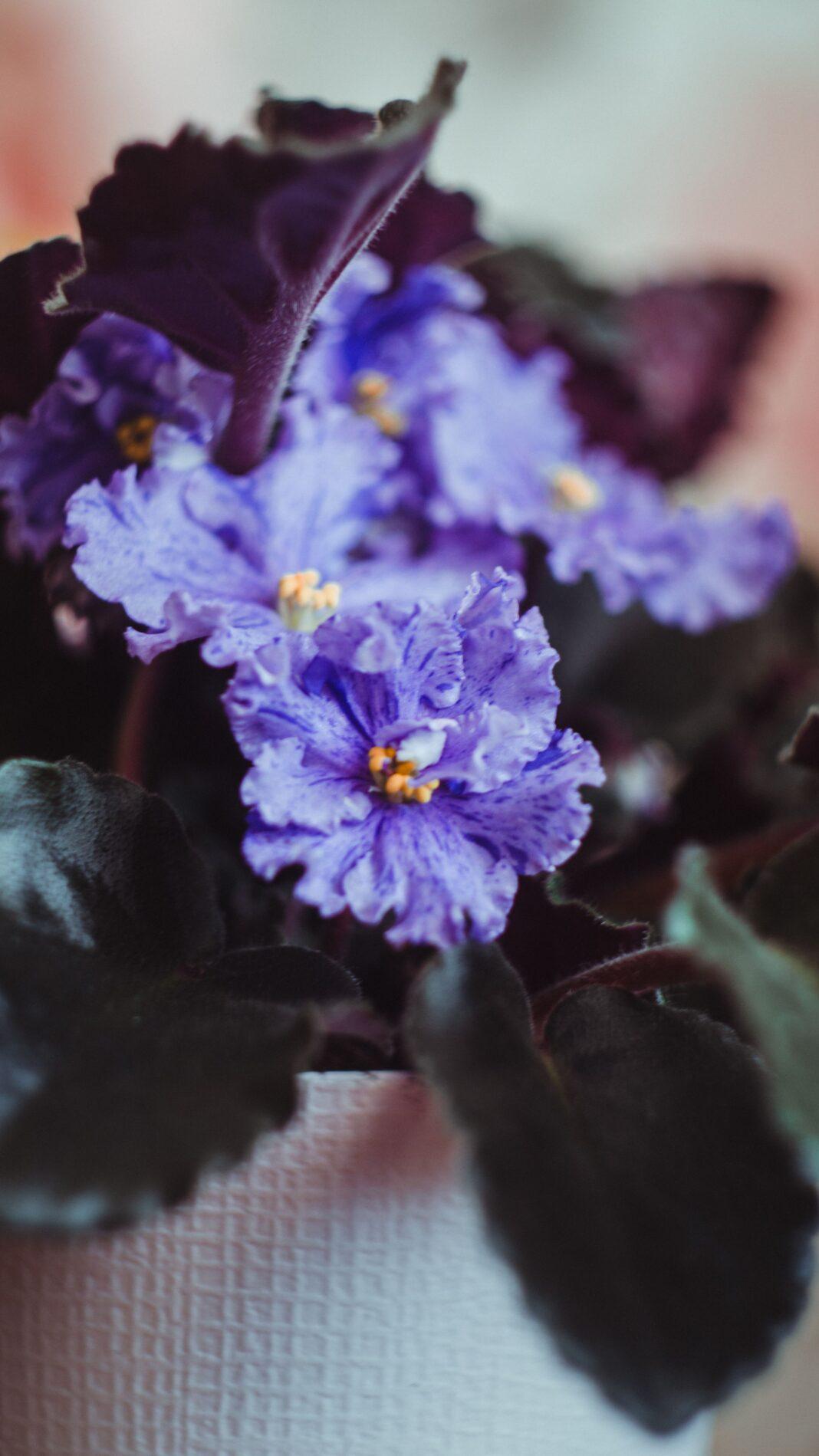 Close-up of vibrant African violet blooms with lush green leaves in an indoor setting.