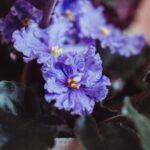 Violette d interieur Saintpaulia soins culture et varites populaires Close-up of vibrant African violet blooms with lush green leaves in an indoor setting.