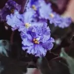 Violette d interieur Saintpaulia soins culture et varites populaires Close-up of vibrant African violet blooms with lush green leaves in an indoor setting.