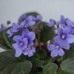 Maladies et parasites de la violette usambar traitement prévention oïdium rouille A detailed shot of vibrant purple African violets (Saintpaulia) in bloom, showcasing their beauty and delicate structure.