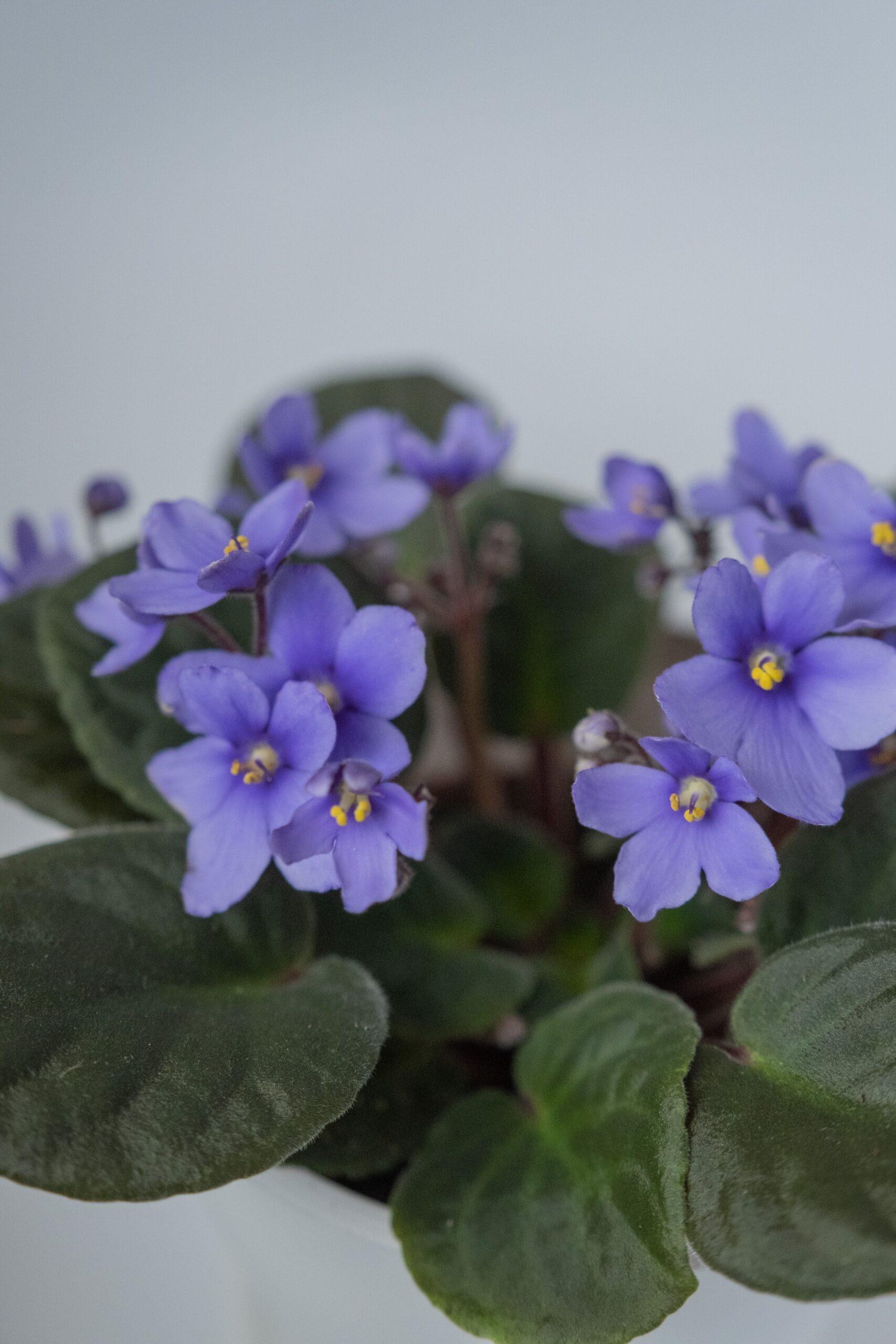 A detailed shot of vibrant purple African violets (Saintpaulia) in bloom, showcasing their beauty and delicate structure.