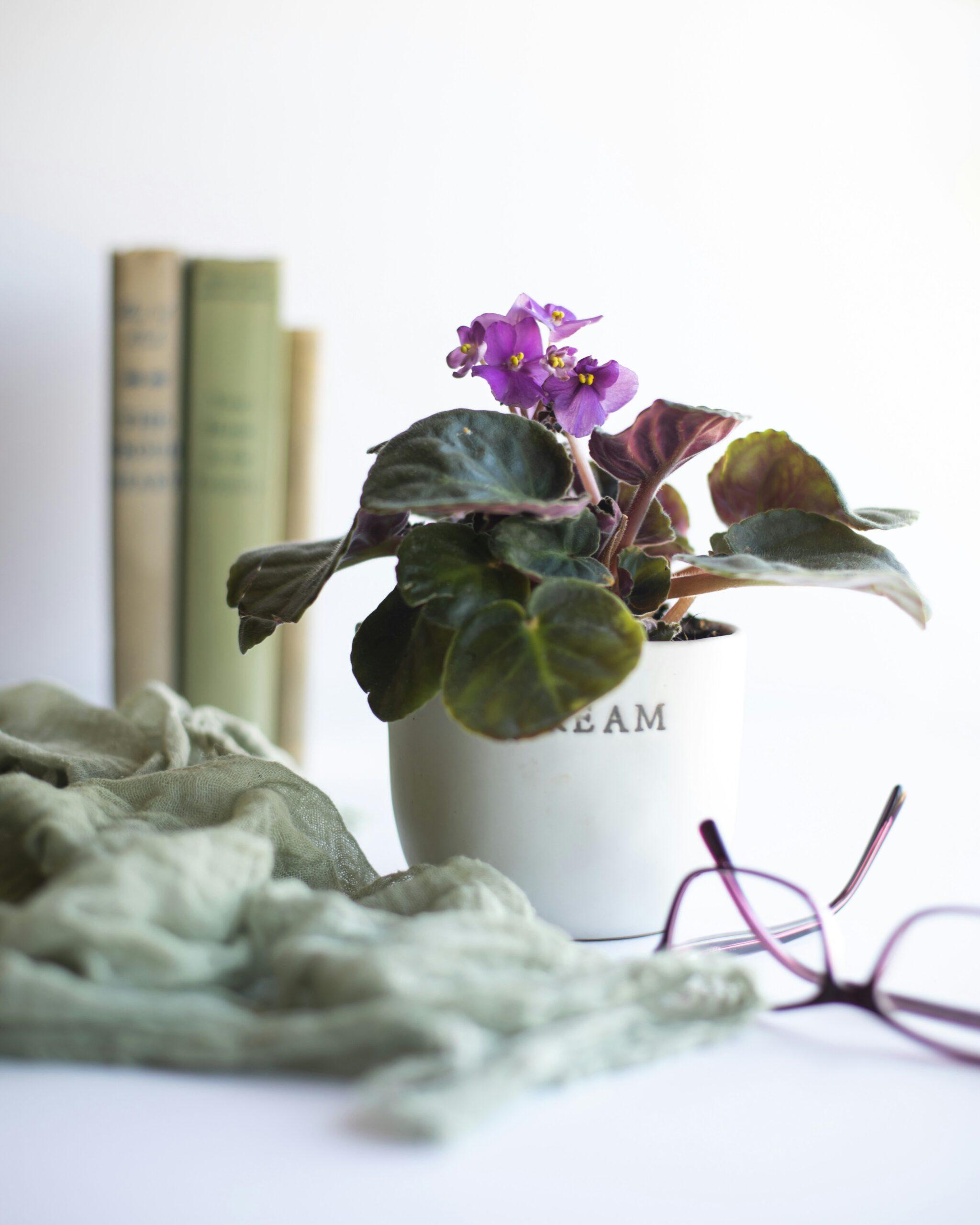 La violette d’Usambara : une belle sensible, mais pas capricieuse