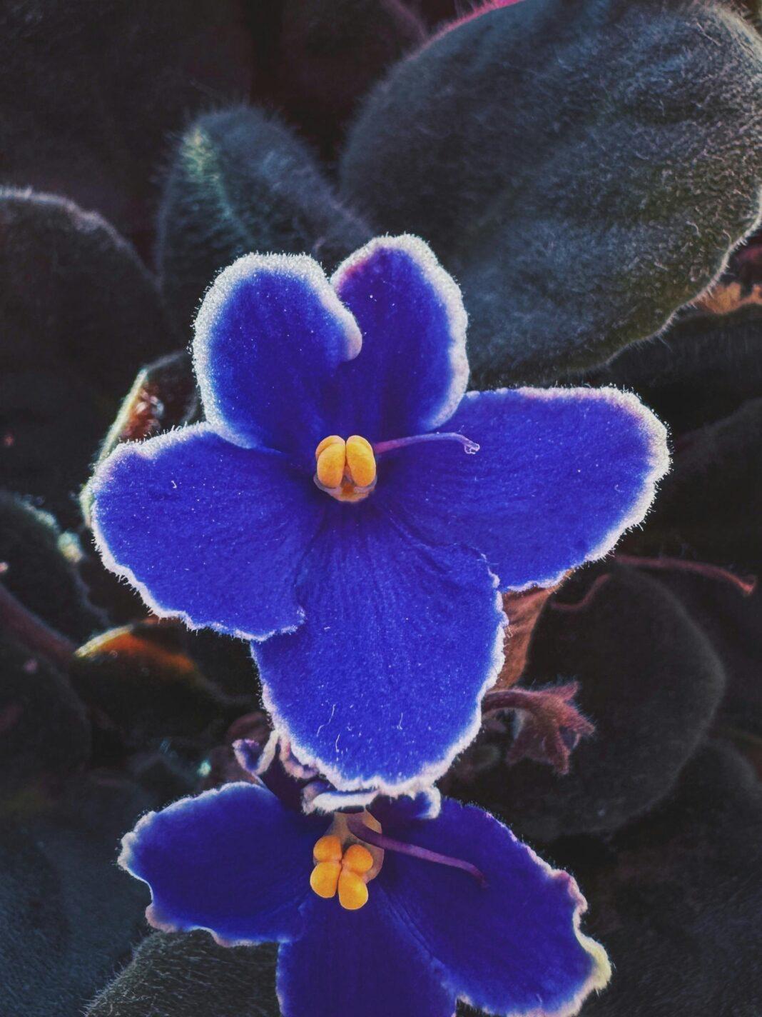 A detailed close-up of a blooming African violet flower, showcasing vivid blue petals.
