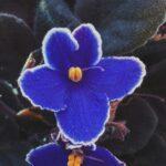Violettes senpolias entretien pour fleurir toute lannée A detailed close-up of a blooming African violet flower, showcasing vivid blue petals.