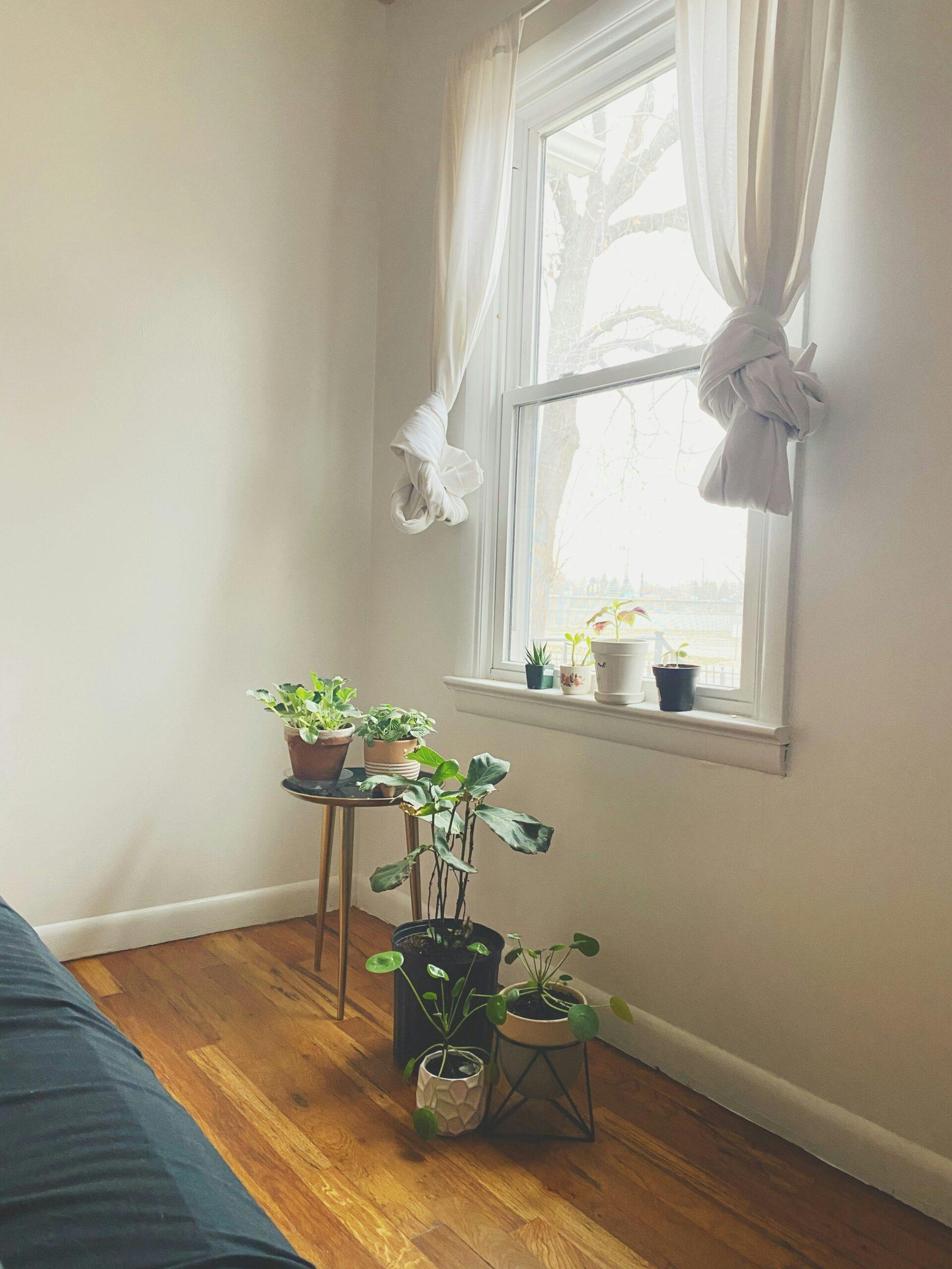 Les caprices qui laissent la plante sans bouquet