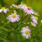 Vibrant pink and yellow aster flowers blooming outdoors during summer.