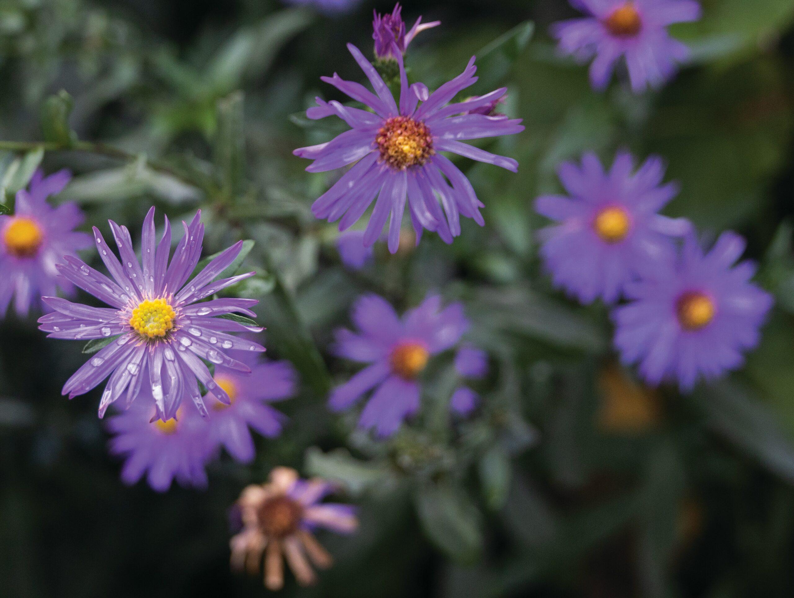 L’aster alpin : la petite boule de couleur qui ouvre le ⁢bal