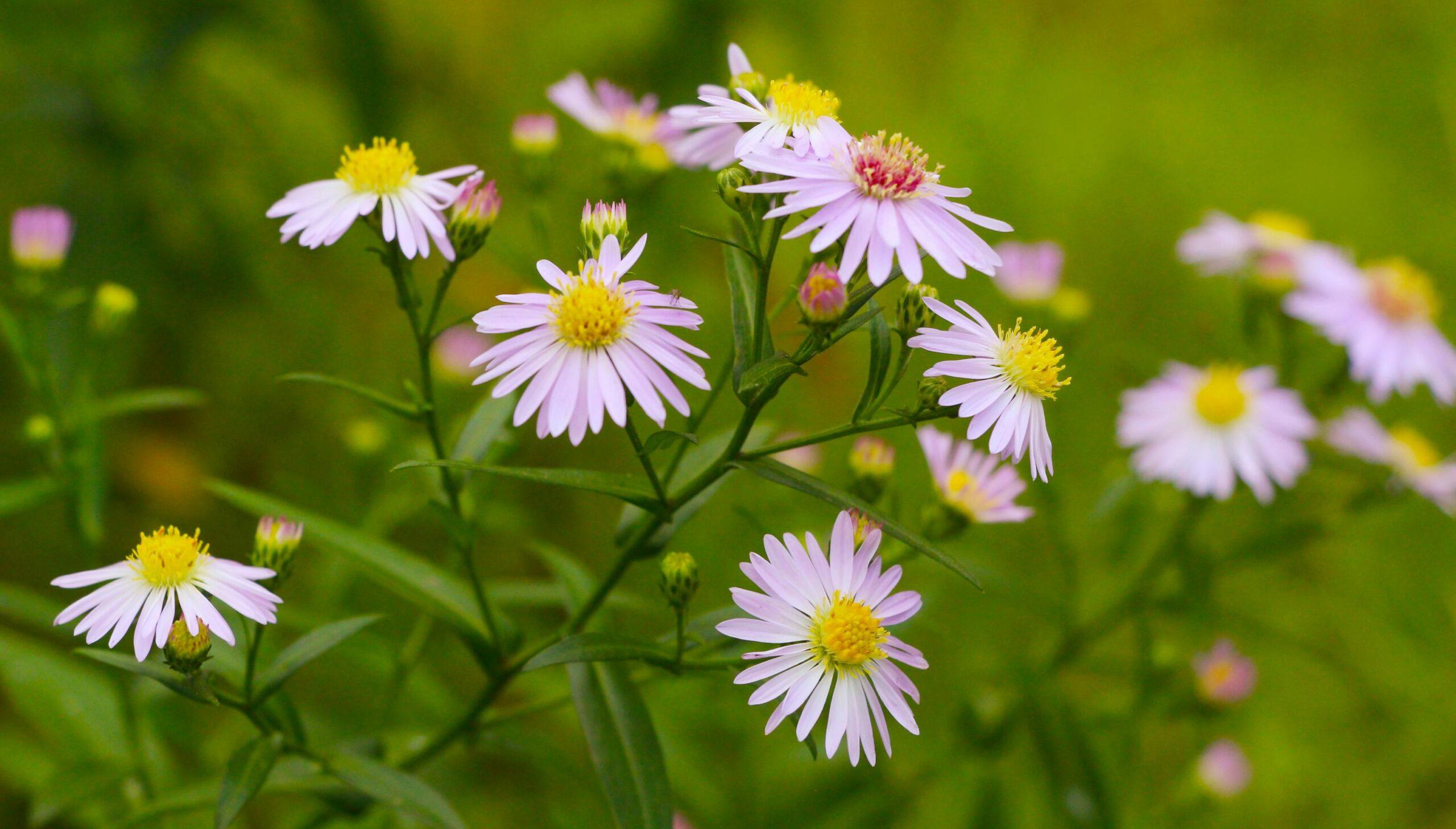 Vibrant pink and yellow aster flowers blooming outdoors during summer.