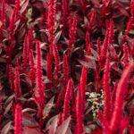 Amarante culture conseils semis et variétés plus vertus médicinales A vivid display of red amaranth flowers showcasing their lush growth and vibrant color.