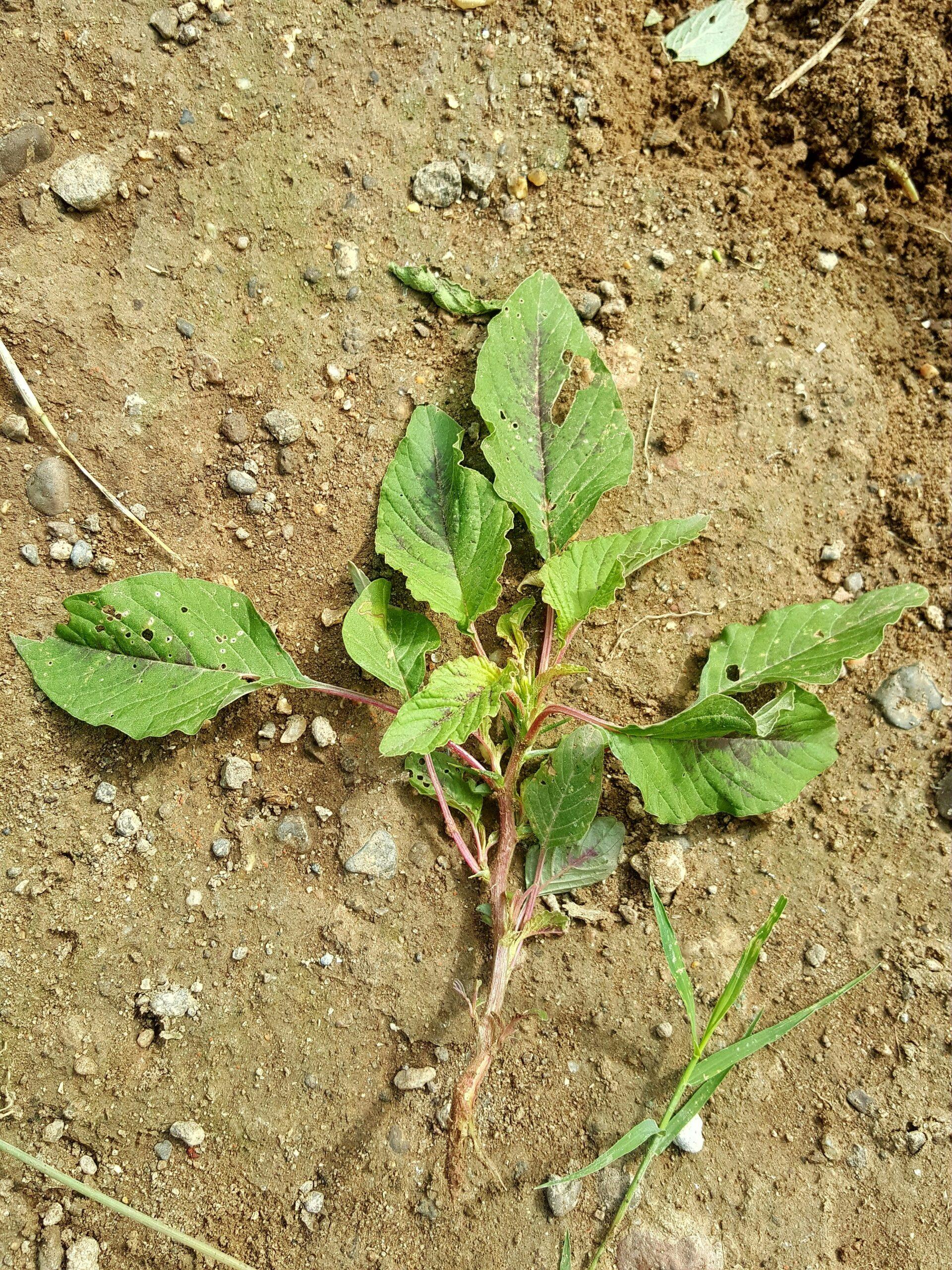Amarante : la plante qui fait le show au potager, sans faire la diva