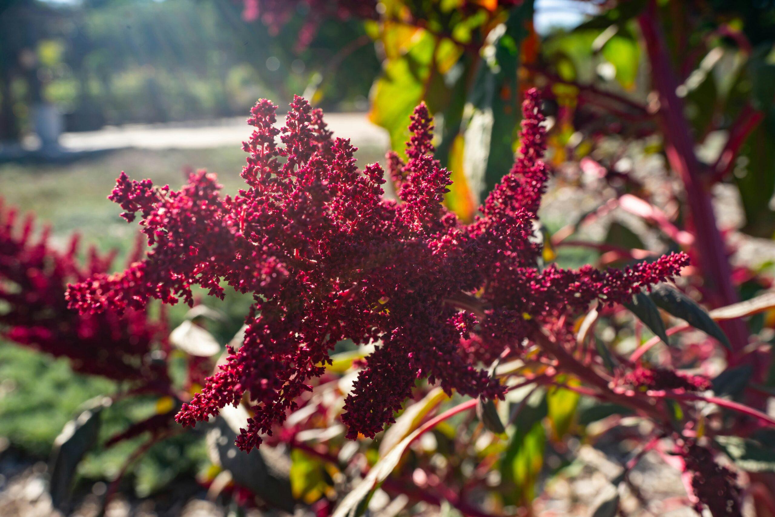 Des variétés pour tous les goûts, même au jardin bio