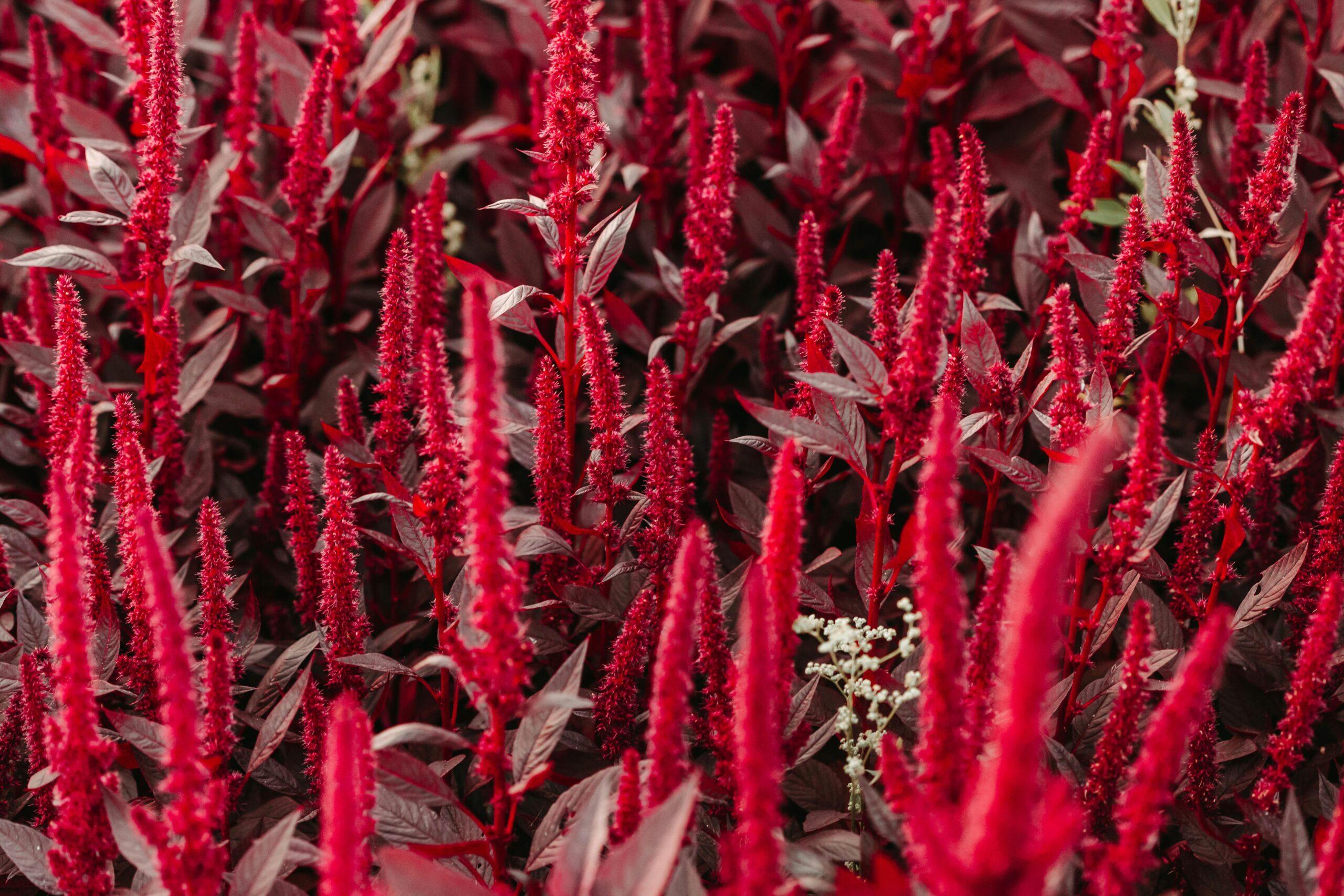 A vivid display of red amaranth flowers showcasing their lush growth and vibrant color.