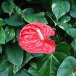 Quand et comment transplanter un anthurium bonheur masculin à la maison Close-up of a bright red anthurium flower surrounded by lush green leaves, showcasing nature's vibrant beauty.