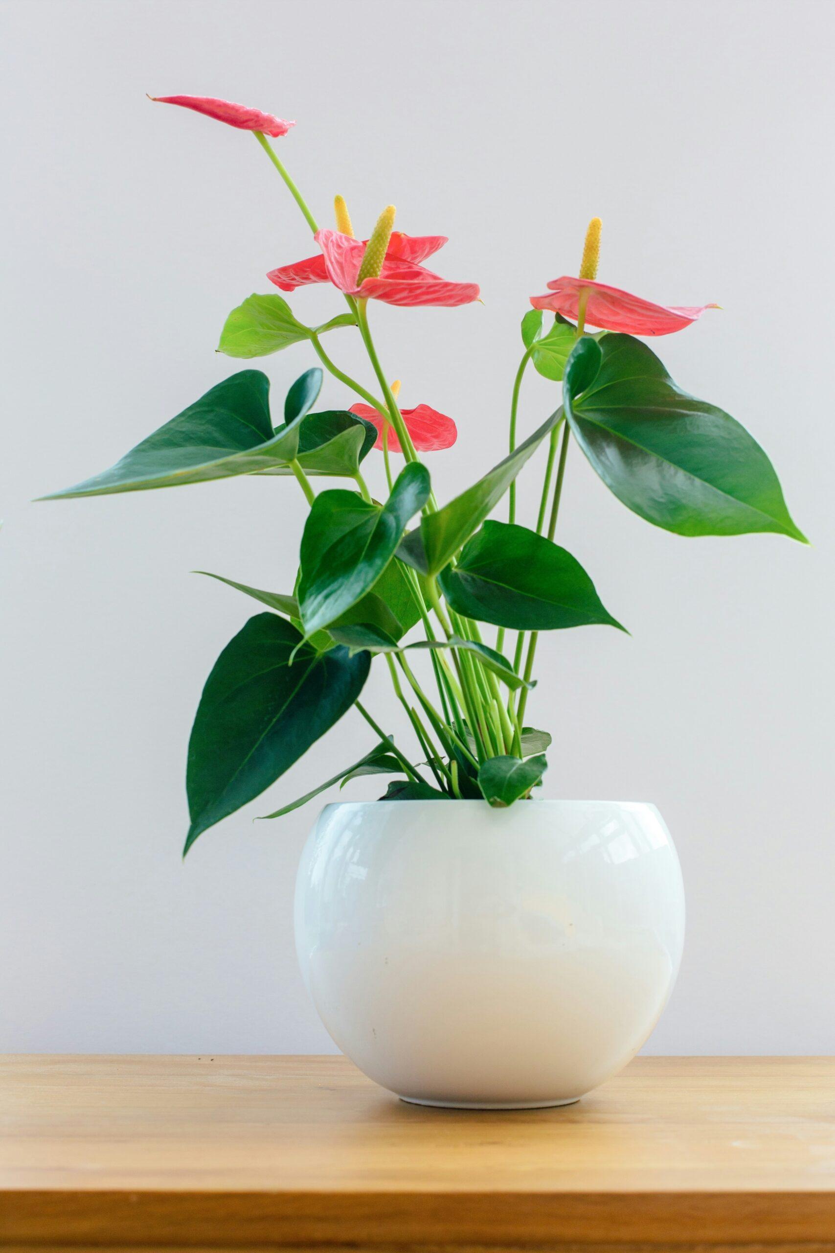Rempoter l’anthurium sans lui faire la tête
