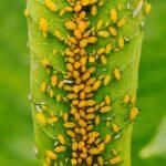 Comment eliminer les pucerons méthodes traditionnelles biologiques et chimiques Macro photo capturing a dense colony of yellow aphids feeding on a green leaf in summer, showcasing plant pest behavior.