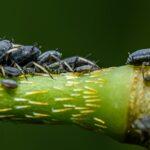 Macro shot of a group of aphids on a plant stem, showing detailed texture and natural setting.