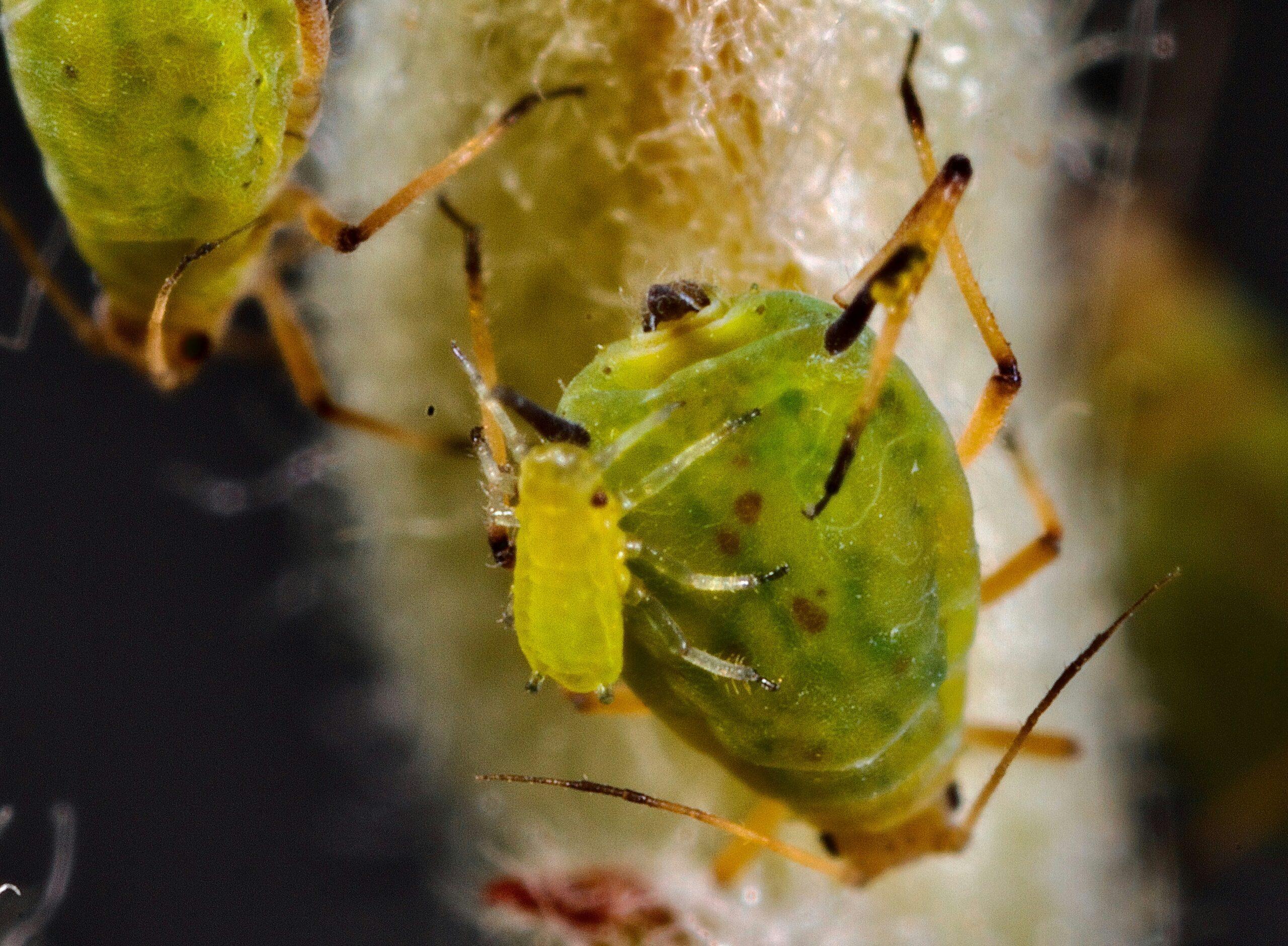 Coude à coude avec les pucerons : les méthodes physiques