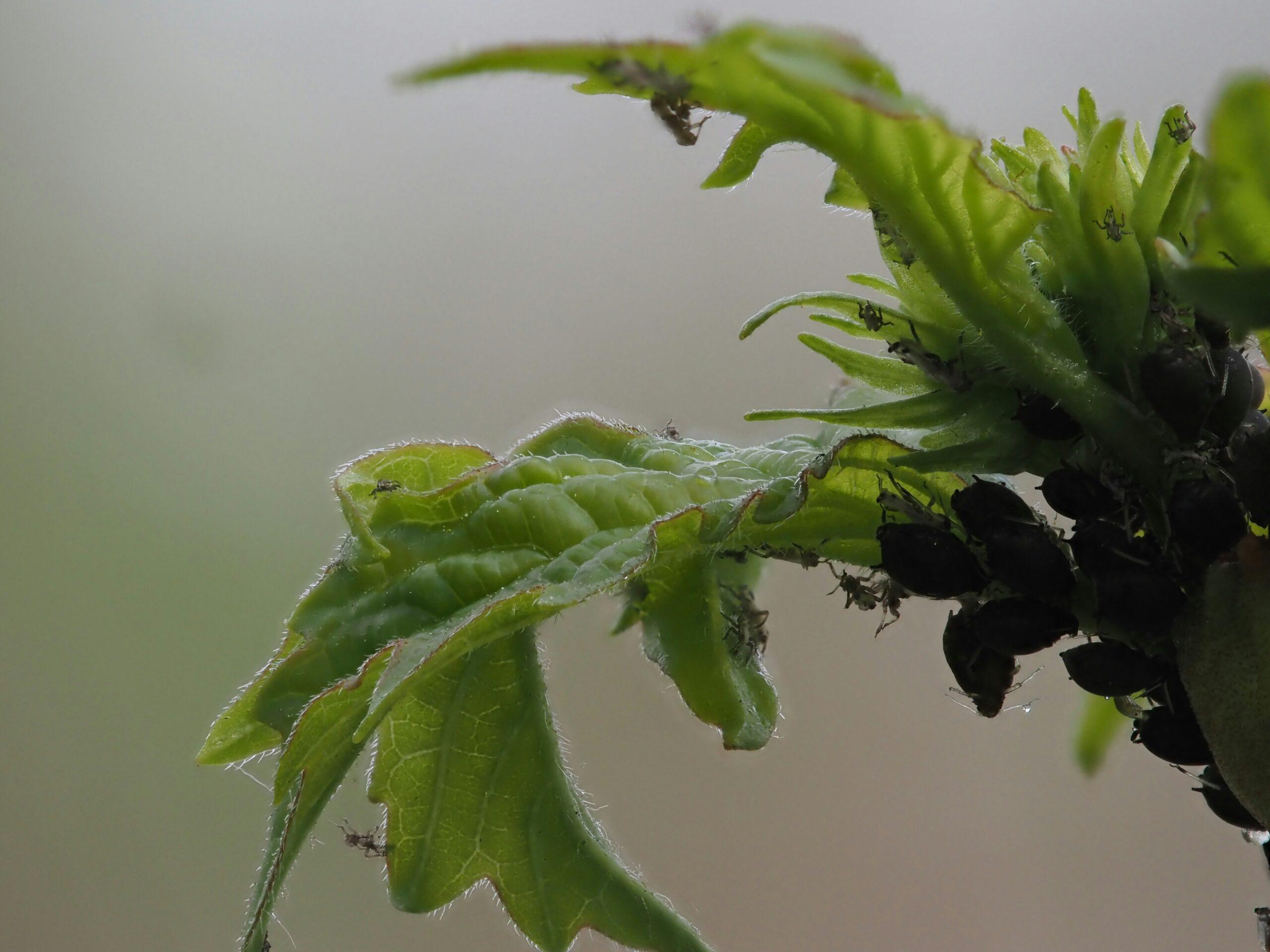 La biodiversité à la rescousse : des auxiliaires,mais avec mesure