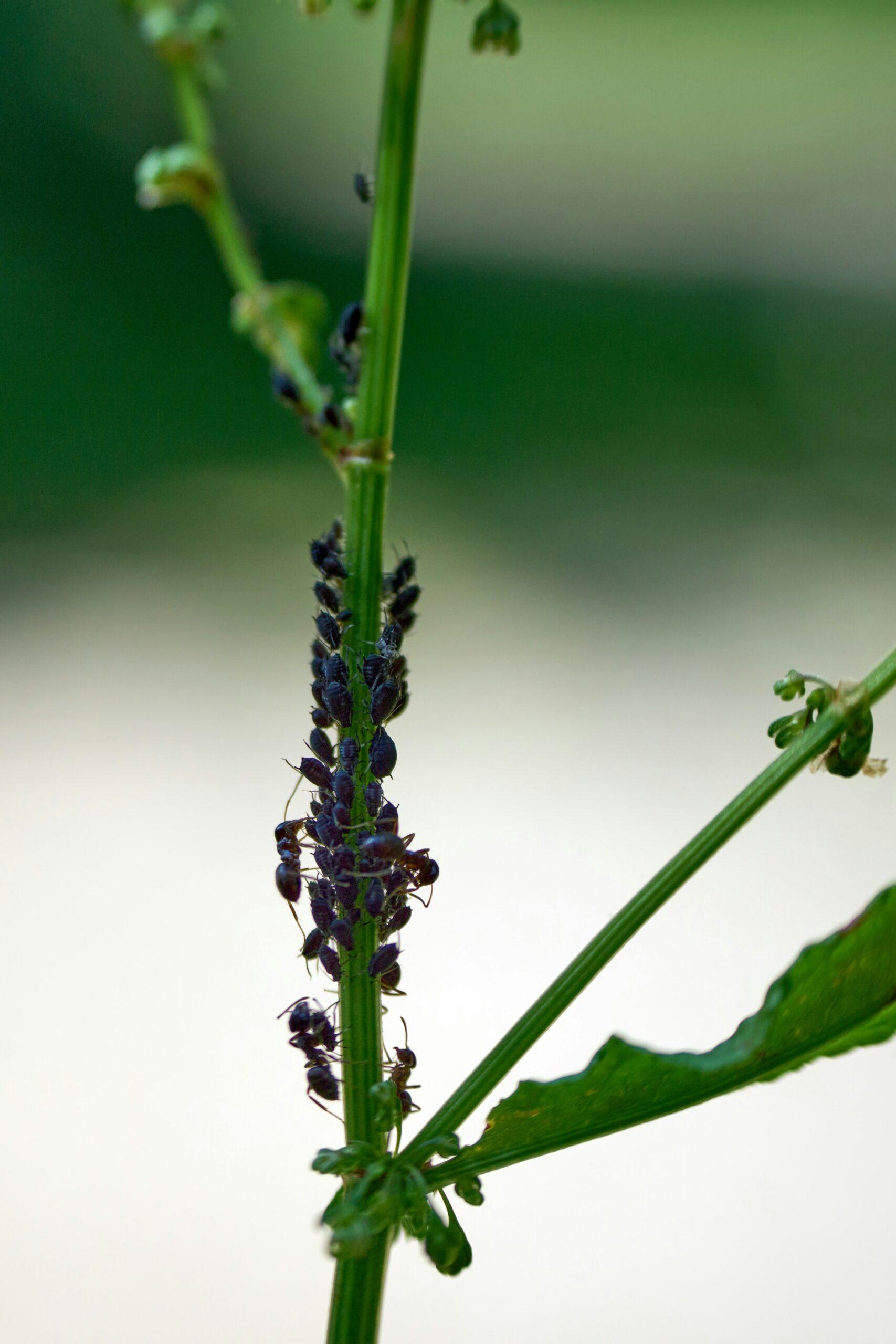 Les pucerons : petit suceur, gros tracas au jardin