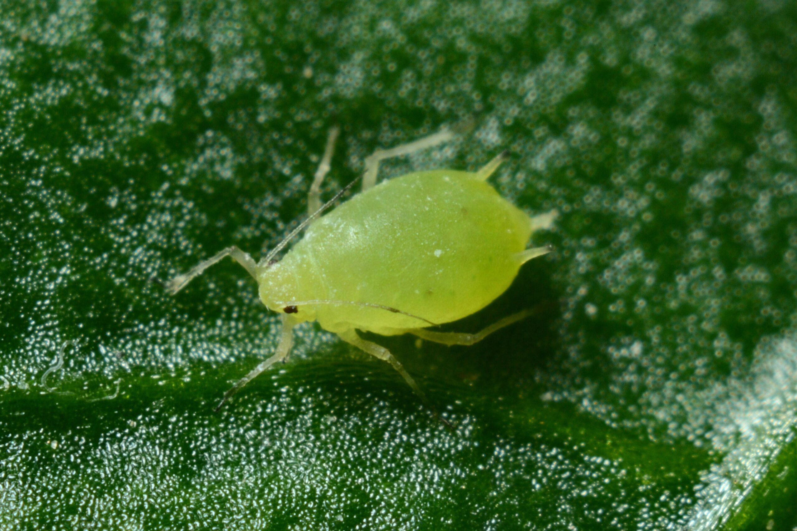 Un minuscule envahisseur qui ne fait pas dans la dentelle