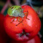 Ravageurs et maladies du pommier avec images et solutions efficaces 122 Macro shot of a green birch shieldbug resting on a red apple.