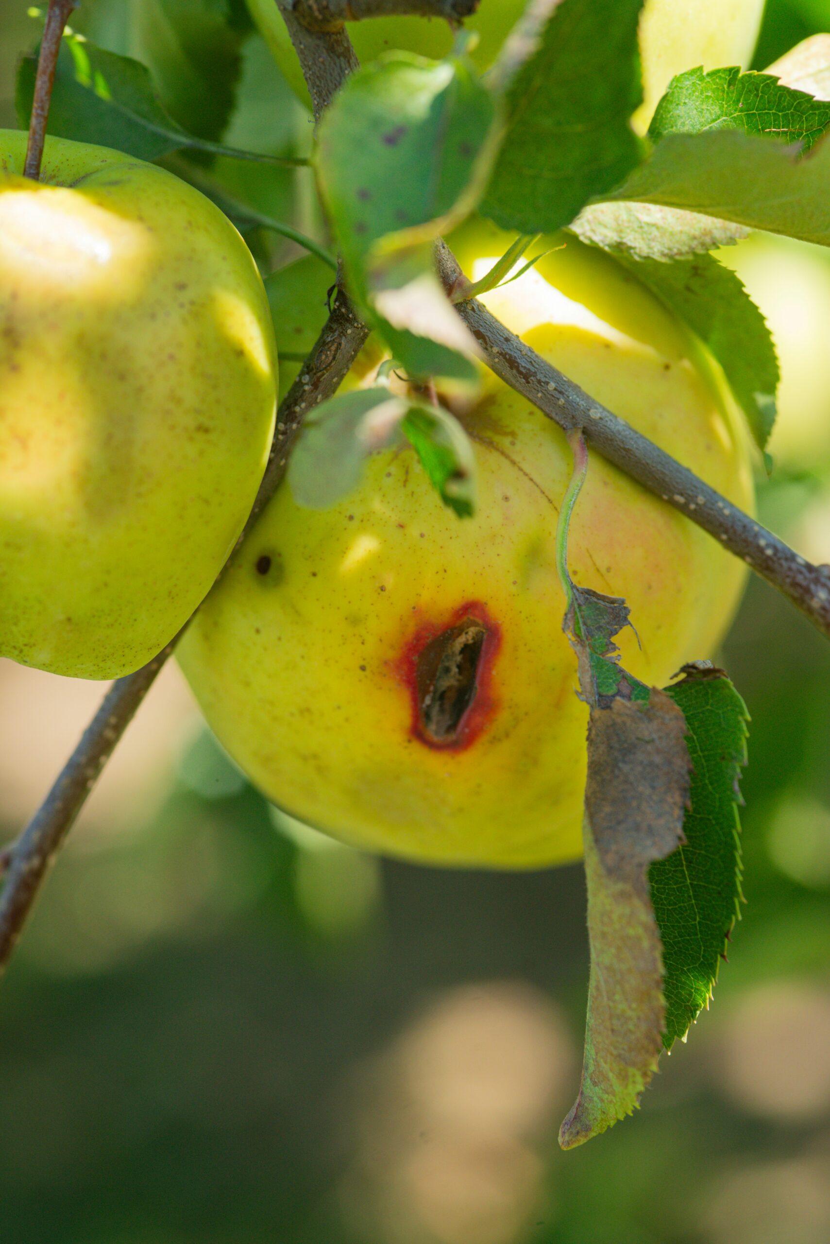 Maladies aux pommes : quand le feuillage tire la grimace