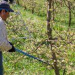Farmer trimming tree branches in a sunlit orchard with blooming branches.